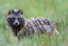 why are raccoon dogs illegal