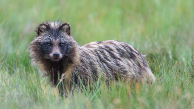 why are raccoon dogs illegal