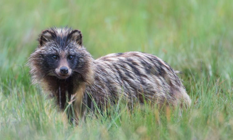 why are raccoon dogs illegal